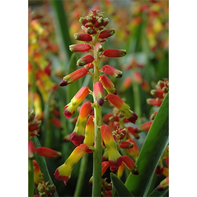 ラケナリア クアドリカラー