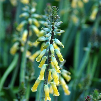 ラケナリア オーロラ