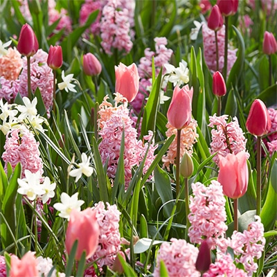 スプリングイングリッシュガーデン 4種ミックス桃