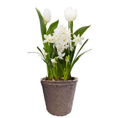 ミックス プリンスミックス はじめての小さな春