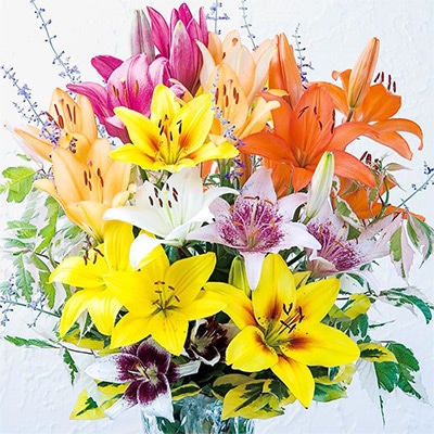 スカシユリ 15球詰めミックス（品種見計らい）