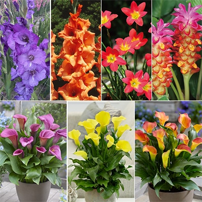 春草花球根 詰め合わせ