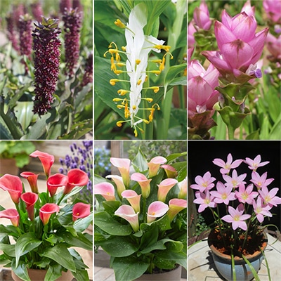 春草花球根 詰め合わせ