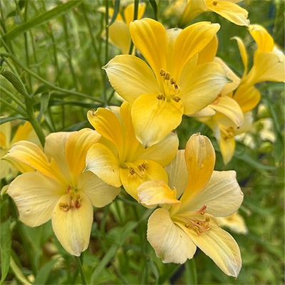 アルストロメリア スポットレス スイートクリーム