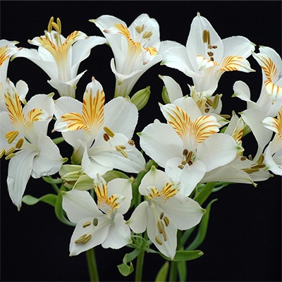 アルストロメリア リグツリグツ アイスホワイト
