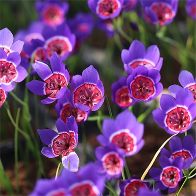 ゲイソリザ ラディアンス