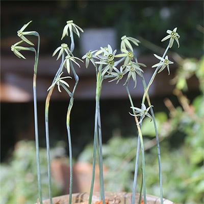 スイセン ビリディフローラ