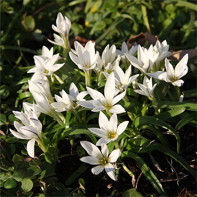 トリスタグマ セシル