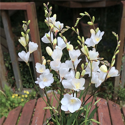 トリトニア ホワイト