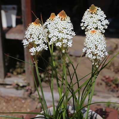 バルビネラ ヌタンス（アイボリーホワイト）