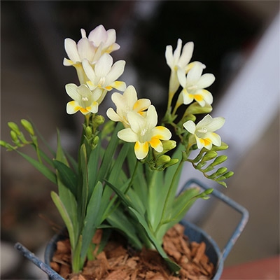 フリージア ライヒトリニー