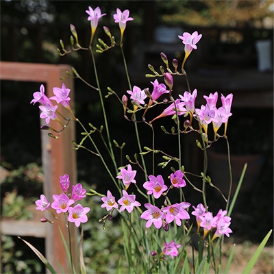 フリージア スピーシーピンク