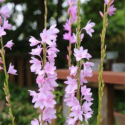 ワトソニア マルジナータピンク