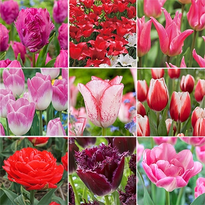 チューリップ お楽しみミックス