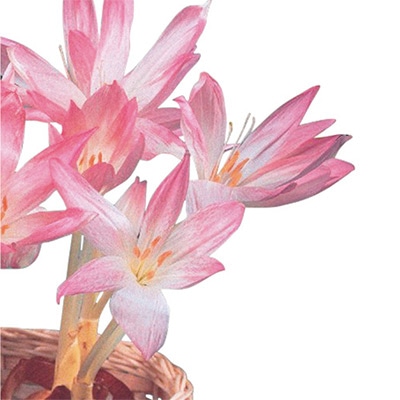 コルチカム ザ・ジャイアント