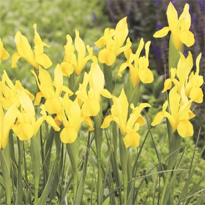 アイリス ゴールデンハーベスト