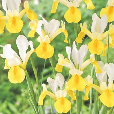 アイリス シンフォニー