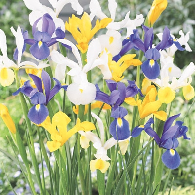 アイリス ミックス