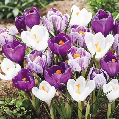 クロッカス トリオミックス