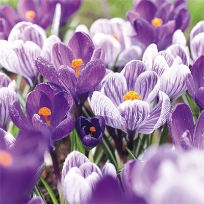 クロッカス ラグーンミックス