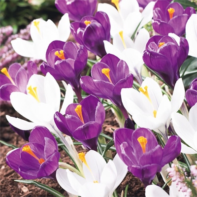 クロッカス ツートンミックス