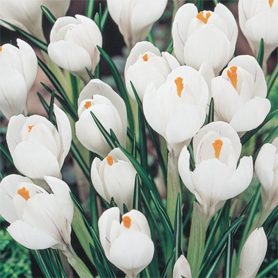 クロッカス 白色系