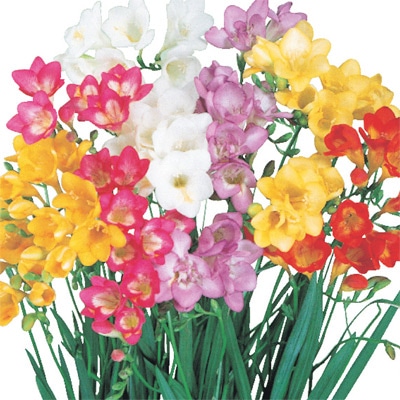 フリージア 一重咲き 混合