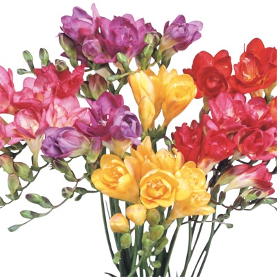 フリージア 八重咲き 混合