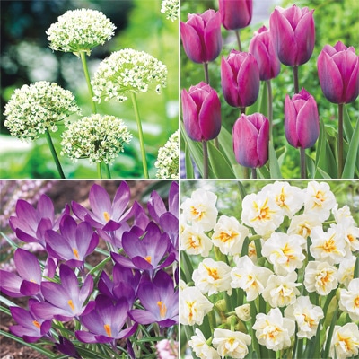 チューリップ mix & match 　ライラック