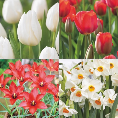 チューリップ mix & match 　チェリー