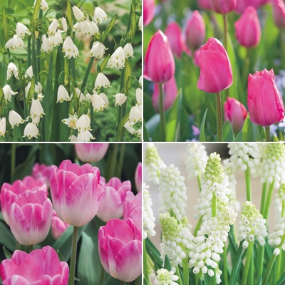 チューリップ mix & match 　ストロベリー