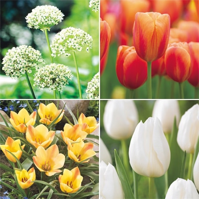 チューリップ mix & match 　シトラス