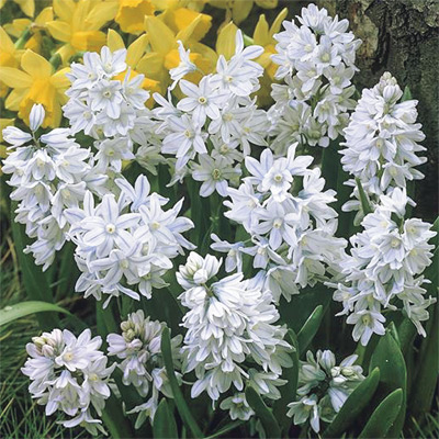 プシュキニア リバノテカ