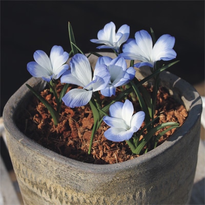 テコフィレア ライヒトリニー