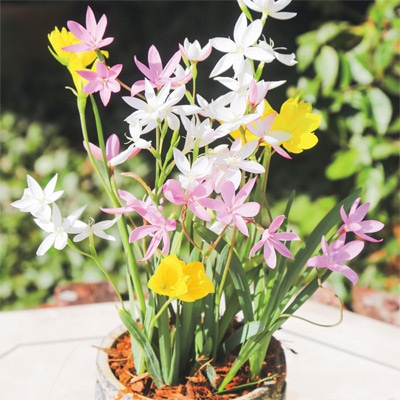 ヘスペランサ ミックス