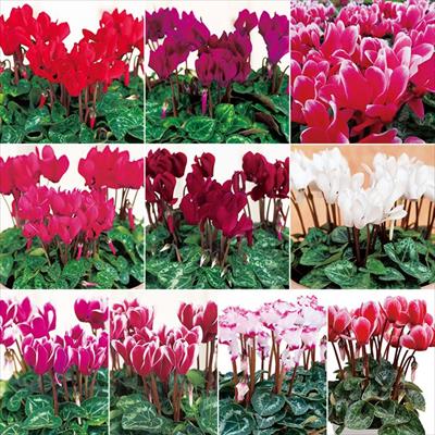 ガーデンシクラメン オールスター 見計らい