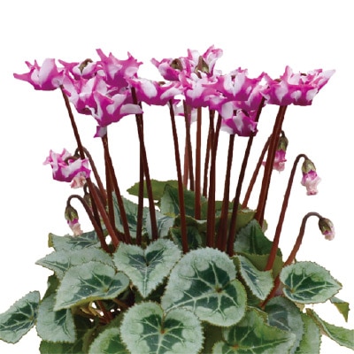 ガーデンシクラメン オリガミ