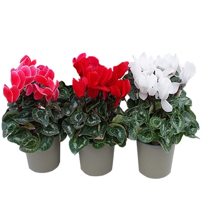 ガーデンシクラメン 大輪 3色セット