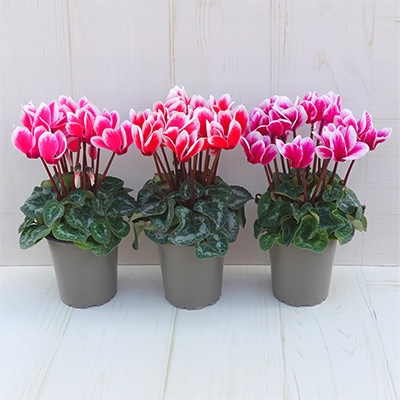 ガーデンシクラメン カーニバル 3色セット