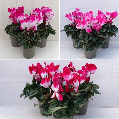 ガーデンシクラメン フュージョン３色セット