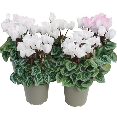 ガーデンシクラメン ブランシュネージュ