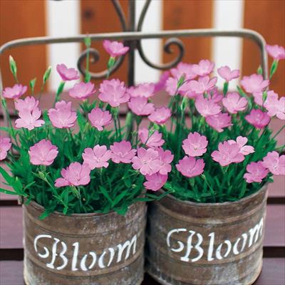 ナデシコ さくら