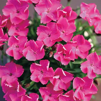 ナデシコ 万華鏡