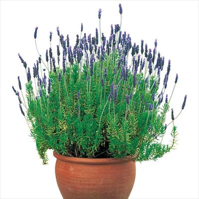 ラベンダー スーパーサファイアブルー(R)