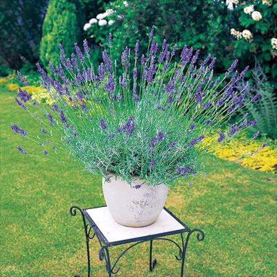 ラベンダー スーパーセビリアンブルー(R)