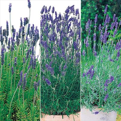 ラベンダー 丈夫なラベンダー 3種セット