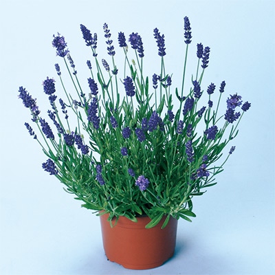 連結パック苗 5月お届け ラベンダー エレガンス パープル