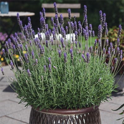 ラベンダー デンタータラベンダー