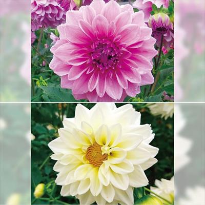 ダリア ガッツァリア 八重咲き 2種セット