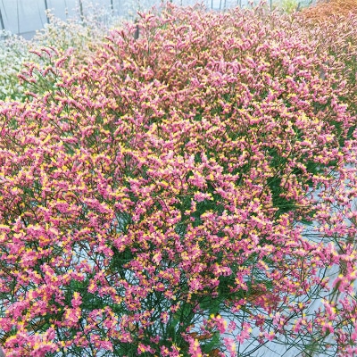 宿根スターチス 紅い銀河